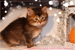 Ashanti-Liebeshof-black-golden-ticked-tabby-6-Wochen-alt-www.sibirische-katzen-hamburg.de-IV