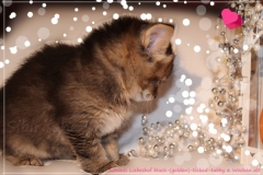 Ashanti-Liebeshof-black-golden-ticked-tabby-6-Wochen-alt-www.sibirische-katzen-hamburg.de-VI