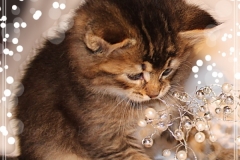 Ashanti-Liebeshof-black-golden-ticked-tabby-6-Wochen-alt-www.sibirische-katzen-hamburg.de-VII