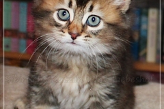 Ashanti-Liebeshof-black-golden-ticked-tabby-8-Wochen-alt-www.sibirische-katzen-hamburg.de-I