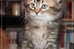 Ashanti-Liebeshof-black-golden-ticked-tabby-8-Wochen-alt-www.sibirische-katzen-hamburg.de-II