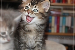 Ashanti-Liebeshof-black-golden-ticked-tabby-8-Wochen-alt-www.sibirische-katzen-hamburg.de-III