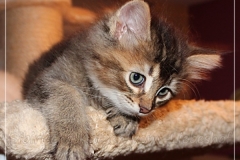 Ashanti-Liebeshof-black-golden-ticked-tabby-8-Wochen-alt-www.sibirische-katzen-hamburg.de-IV