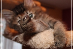 Ashanti-Liebeshof-black-golden-ticked-tabby-8-Wochen-alt-www.sibirische-katzen-hamburg.de-V