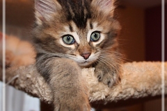 Ashanti-Liebeshof-black-golden-ticked-tabby-8-Wochen-alt-www.sibirische-katzen-hamburg.de-VI
