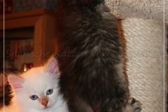 Ashanti-Liebeshof-black-golden-ticked-tabby-8-Wochen-alt-www.sibirische-katzen-hamburg.de_