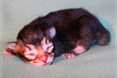 Ashanti-Liebeshof-black-golden-ticked-tabby-www.sibirische-katzen-hamburg.de-Golden-