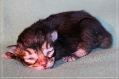 Ashanti-Liebeshof-black-golden-ticked-tabby-www.sibirische-katzen-hamburg.de_