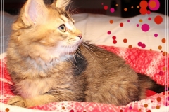 Ashanti-Liebeshof-black-ticked-tabby-11-Wochen-alt-www.sibirische-katzen-hamburg.de-II