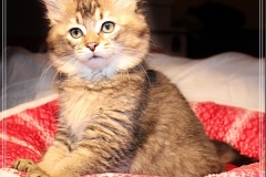 Ashanti-Liebeshof-black-ticked-tabby-11-Wochen-alt-www.sibirische-katzen-hamburg.de-III