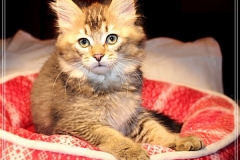 Ashanti-Liebeshof-black-ticked-tabby-11-Wochen-alt-www.sibirische-katzen-hamburg.de-IV