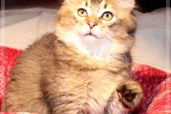 Ashanti-Liebeshof-black-ticked-tabby-11-Wochen-alt-www.sibirische-katzen-hamburg.de_