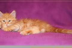 Aslan-Liebeshof-red-golden-classic-tabby-10-Wochen-alt.-www.sibirische-katzen-hamburg.de-I