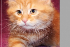 Aslan-Liebeshof-red-golden-classic-tabby-10-Wochen-alt.-www.sibirische-katzen-hamburg.de-II