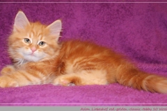 Aslan-Liebeshof-red-golden-classic-tabby-10-Wochen-alt.-www.sibirische-katzen-hamburg.de-III
