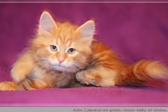 Aslan-Liebeshof-red-golden-classic-tabby-10-Wochen-alt.-www.sibirische-katzen-hamburg.de-IV