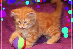 Aslan-Liebeshof-red-golden-classic-tabby-10-Wochen-alt.-www.sibirische-katzen-hamburg.de-V