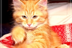 Aslan-Liebeshof-red-golden-classic-tabby-11-Wochen-alt.-www.sibirische-katzen-hamburg.de-I