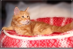 Aslan-Liebeshof-red-golden-classic-tabby-11-Wochen-alt.-www.sibirische-katzen-hamburg.de-II