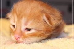 Aslan-Liebeshof-red-golden-classic-tabby-14-Tage-alt.-www.sibirische-katzen-hamburg.de-I