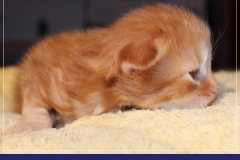 Aslan-Liebeshof-red-golden-classic-tabby-14-Tage-alt.-www.sibirische-katzen-hamburg.de-II