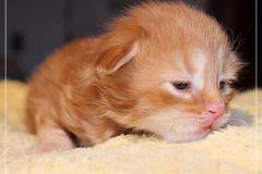 Aslan-Liebeshof-red-golden-classic-tabby-14-Tage-alt.-www.sibirische-katzen-hamburg.de_
