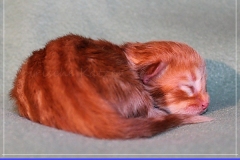 Aslan-Liebeshof-red-golden-classic-tabby-3-Tage-alt.-www.sibirische-katzen-hamburg.de-I