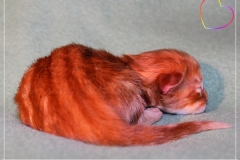 Aslan-Liebeshof-red-golden-classic-tabby-3-Tage-alt.-www.sibirische-katzen-hamburg.de_