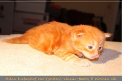 Aslan-Liebeshof-red-golden-classic-tabby-3-Wochen-alt.-www.sibirische-katzen-hamburg.de-I