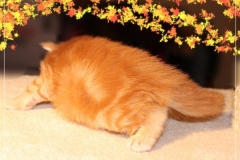 Aslan-Liebeshof-red-golden-classic-tabby-3-Wochen-alt.-www.sibirische-katzen-hamburg.de-II