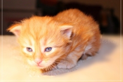 Aslan-Liebeshof-red-golden-classic-tabby-3-Wochen-alt.-www.sibirische-katzen-hamburg.de_