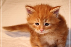Aslan-Liebeshof-red-golden-classic-tabby-5-Wochen-alt.-www.sibirische-katzen-hamburg.de-I