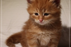 Aslan-Liebeshof-red-golden-classic-tabby-5-Wochen-alt.-www.sibirische-katzen-hamburg.de-II