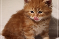 Aslan-Liebeshof-red-golden-classic-tabby-5-Wochen-alt.-www.sibirische-katzen-hamburg.de-III