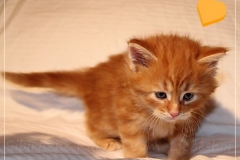 Aslan-Liebeshof-red-golden-classic-tabby-5-Wochen-alt.-www.sibirische-katzen-hamburg.de_