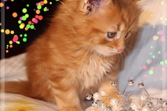 Aslan-Liebeshof-red-golden-classic-tabby-6-Wochen-alt.-www.sibirische-katzen-hamburg.de-I