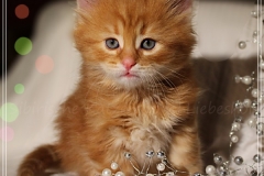 Aslan-Liebeshof-red-golden-classic-tabby-6-Wochen-alt.-www.sibirische-katzen-hamburg.de-II