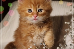 Aslan-Liebeshof-red-golden-classic-tabby-6-Wochen-alt.-www.sibirische-katzen-hamburg.de-III