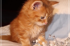 Aslan-Liebeshof-red-golden-classic-tabby-6-Wochen-alt.-www.sibirische-katzen-hamburg.de_