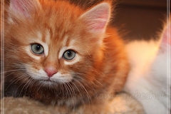 Aslan-Liebeshof-red-golden-classic-tabby-8-Wochen-alt.-www.sibirische-katzen-hamburg.de-II