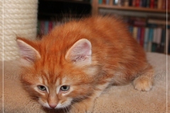 Aslan-Liebeshof-red-golden-classic-tabby-8-Wochen-alt.-www.sibirische-katzen-hamburg.de-III