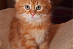 Aslan-Liebeshof-red-golden-classic-tabby-8-Wochen-alt.-www.sibirische-katzen-hamburg.de-IV