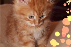 Aslan-Liebeshof-red-golden-classic-tabby-8-Wochen-alt.-www.sibirische-katzen-hamburg.de-V