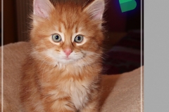 Aslan-Liebeshof-red-golden-classic-tabby-8-Wochen-alt.-www.sibirische-katzen-hamburg.de-VII