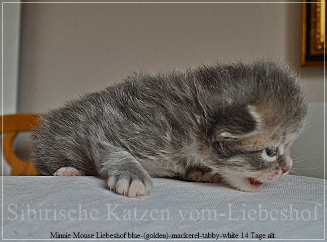Minnie Mouse Liebeshof blue-golden-mckerel-tabby-white 14 Tage alt. www.sibirische-katzen-hamburg.de I