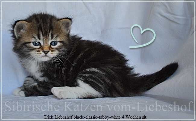Trick Liebeshof black-classic-tabby-white 4 wochen alt. www.sibirische-katzen-hamburg.de vom-liebeshof II