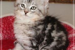 Ginger-Liebeshof-black-classic-silver-tabby-11-Wochen-alt-ww.sibirische-katzen-hamburg.de-II