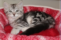 Ginger-Liebeshof-black-classic-silver-tabby-11-Wochen-alt-ww.sibirische-katzen-hamburg.de-III
