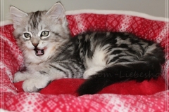 Ginger-Liebeshof-black-classic-silver-tabby-11-Wochen-alt-ww.sibirische-katzen-hamburg.de-IV