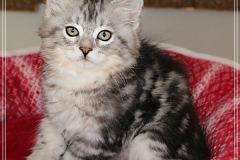 Ginger-Liebeshof-black-classic-silver-tabby-11-Wochen-alt-ww.sibirische-katzen-hamburg.de_